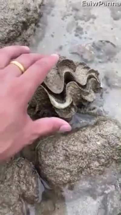clam