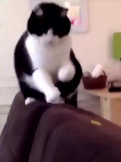 Cats react to durian fruit