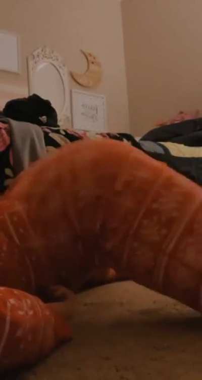 Hayleebooo16 booty