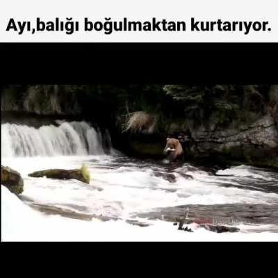 Ve ayı ile balık arkadaş oldular.(&ouml;lene kadar)