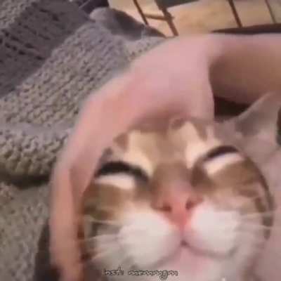 pussy