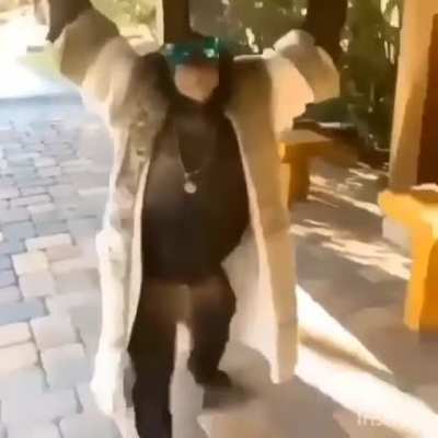 Monkey
