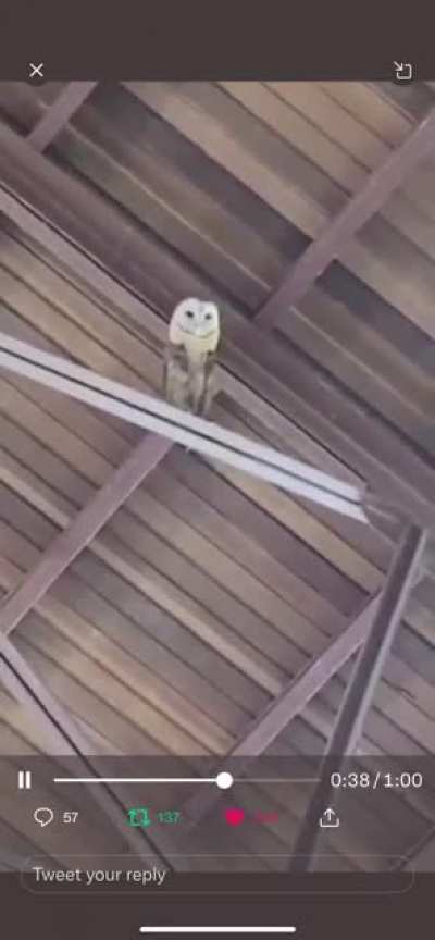 An owl vibing out to a church choir in the Dominican Repbulic