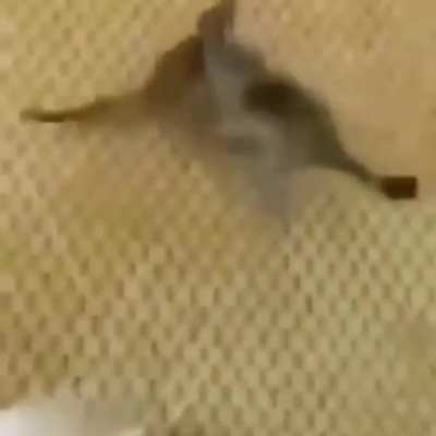 Desafio entender oq tá acontecendo aqui