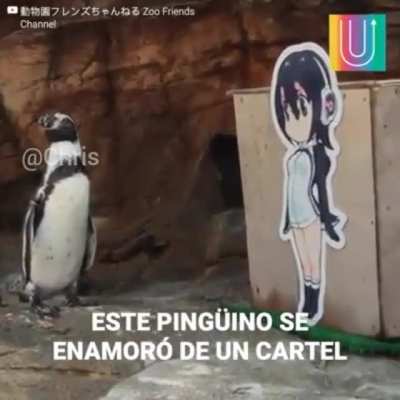 Jaja que puto