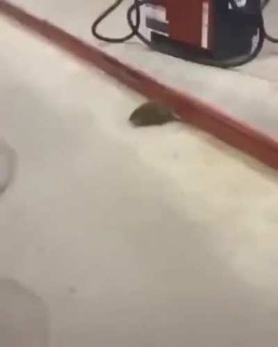 hey lil rat