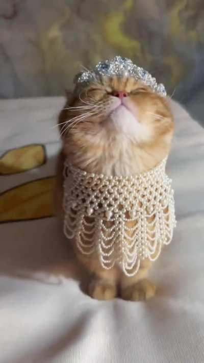 "Witness my magnificence, mere human"