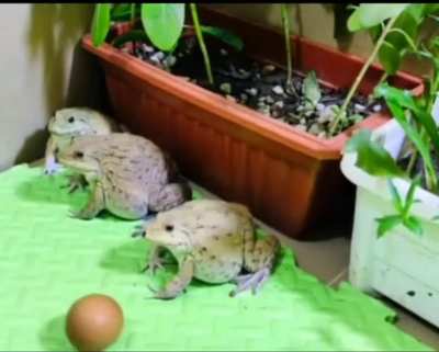 The last frog wanted all the beef