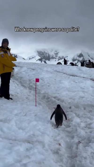Acu&eacute;rdense que al caminar en la pen&iacute;nsula Ant&aacute;rtida hay que hacerlo por la derecha del sendero, para que los ping&uuml;inos puedan pasar por el lado. 