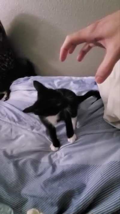 Mr. Meowgi absolutely demolishes those who threaten his safety. Warning: gRaPhIc