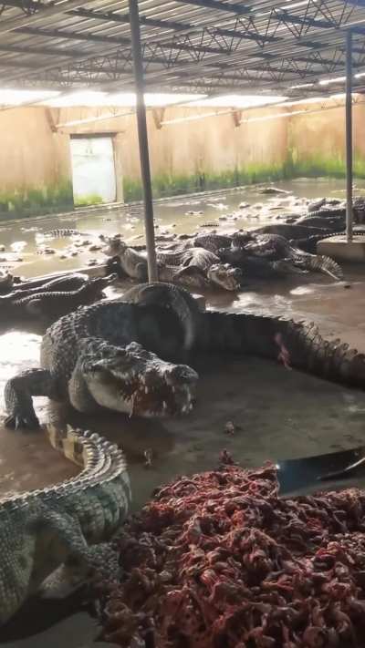 of this Crocodile, a real river monster