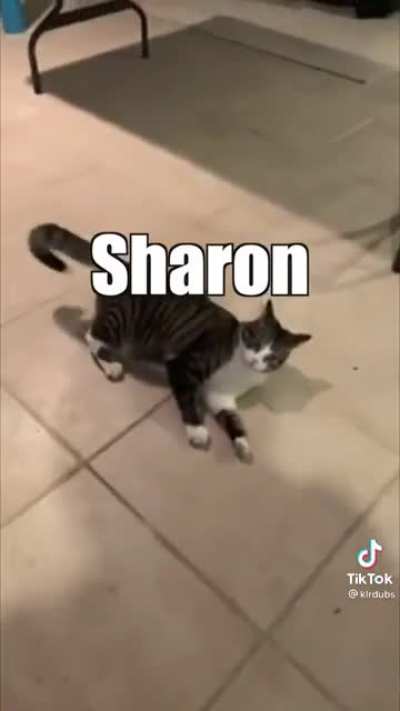 meow