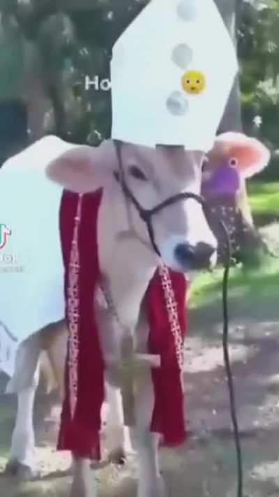Holy Cow