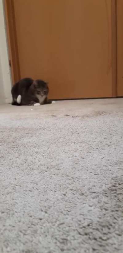 My cat with a laser