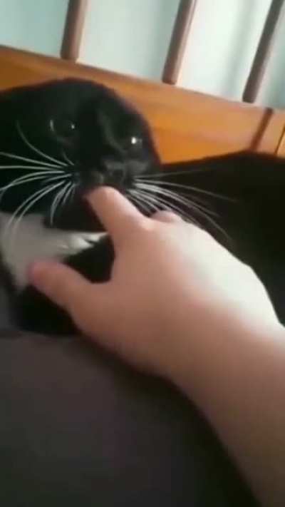 A different kind of pussy.