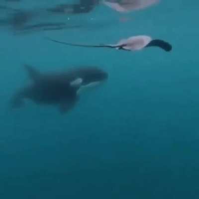 🔥 Just Orca's being a bully🔥