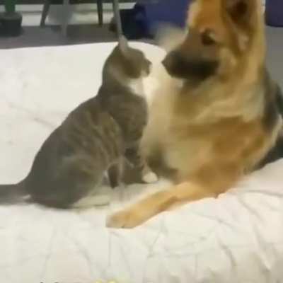 Aww