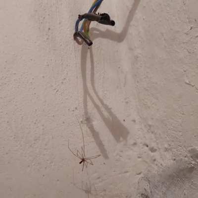 bu nasıl iş yeri aq &ouml;r&uuml;mcek elektirik akımından &ouml;lm&uuml;ş