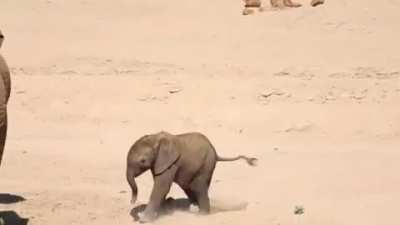 ".......boop"