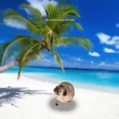 thanks i love pug dancing to shboom