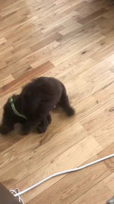 Perhaps the laziest tail chase you ever did see