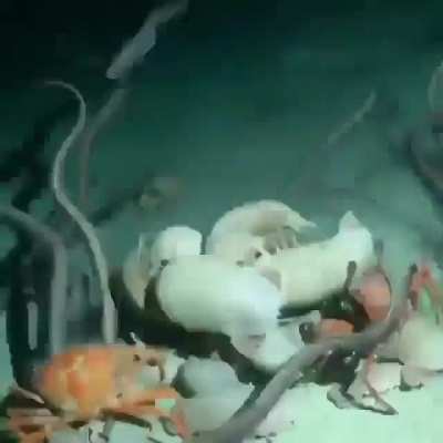 King of the Ocean Floor