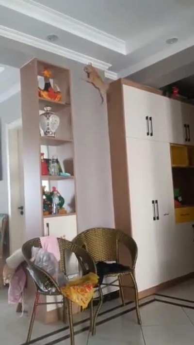 It&rsquo;s Super Spider Ninja Kitty