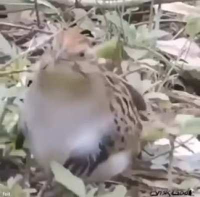 Am Slowly vibing With the bird.