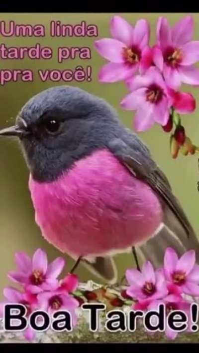 Boa tarde s&oacute; pra quem n&atilde;o joga Alm&ocirc;ndegas👍👍
