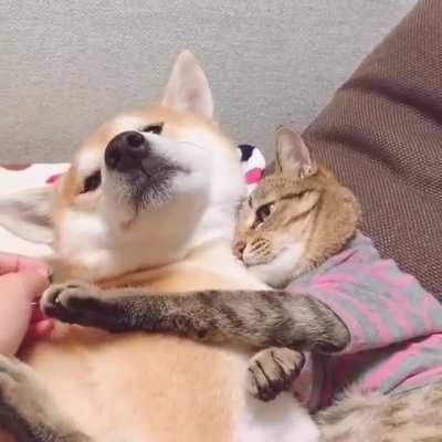 No touching the dog