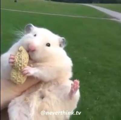 poor mouse