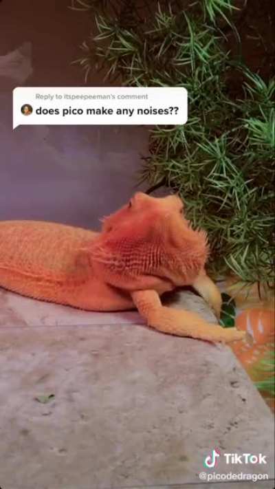 What do bearded dragons sound like?