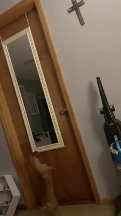 This is Chip. He&rsquo;s (trying to) looking at himself in the mirror. He does it every day.