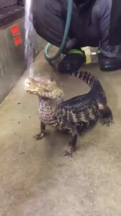 Reptiles enjoy personalized attention too