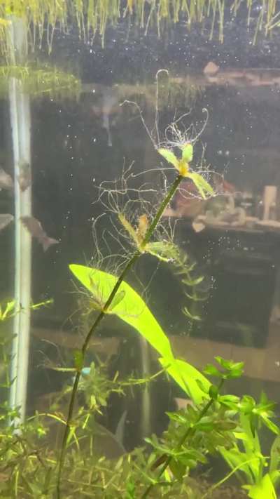I&rsquo;m super new to planted tanks. Can someone tell me what this is and how do I get rid of it