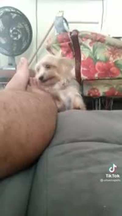 Собака стесняка