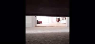 ferocious cat jumpscare warning!
