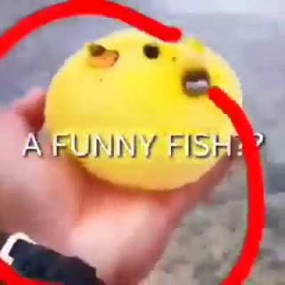 chi-yu is banned!