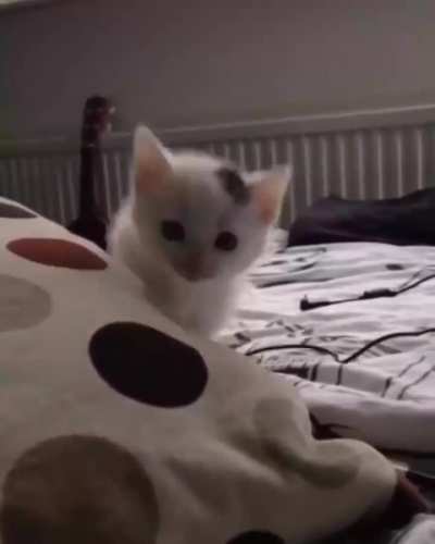 hit kitten making its first attempt