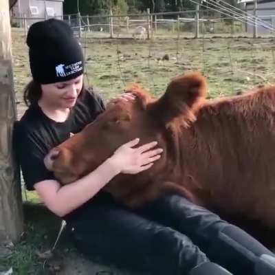 A volunteer pets one of the cows at Wildwood Farm Sanctuary