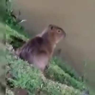 UM CACHORO NO LAGO