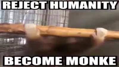 How It Feels To Be Monke!