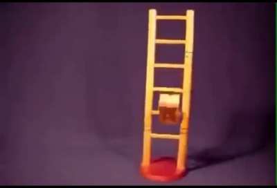 Кот знает как спуститься