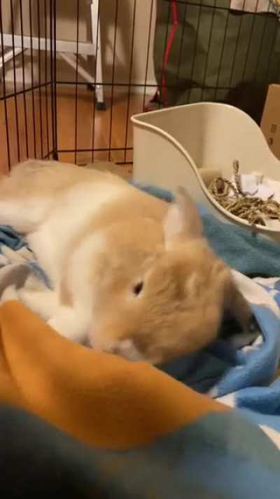 pucci&rsquo;s favorite blanket (yes he is named after a jojo&rsquo;s bizarre adventure villain)