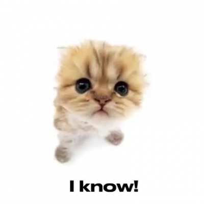 Your cat is: damn broke