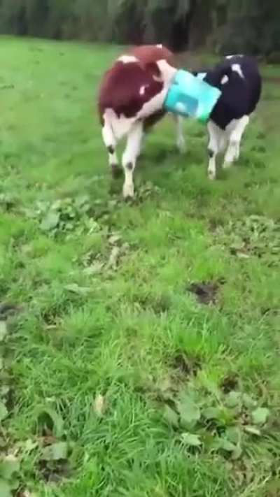 BONK 🐮🪣🐄