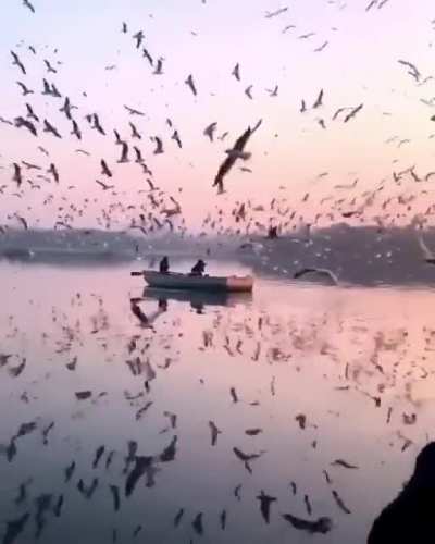 Dance of birds