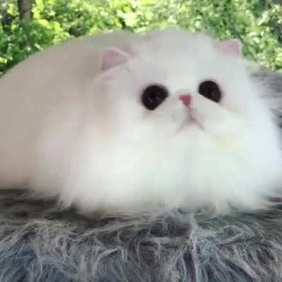 It's so fluffy!