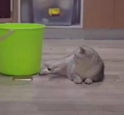 O gato da esquerda ainda deu uma piscadela s&oacute; de zoas