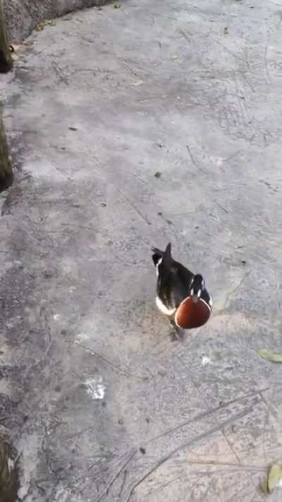 Traumatized for life by a duck